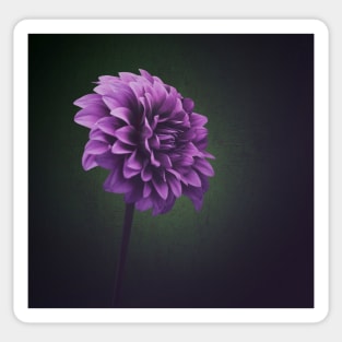 Dahlia Flower Sticker